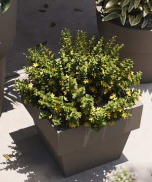 Studio Planters Vaso